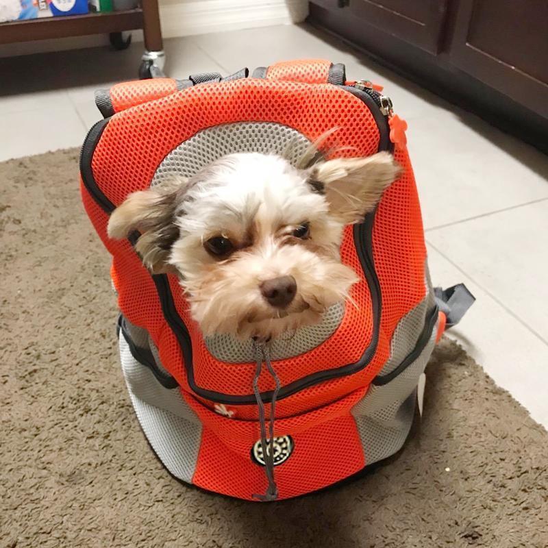 BowLift | Backpack For Dogs/Cats