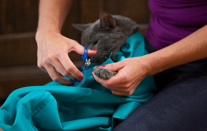 BowLift | Cat Carry Pouch