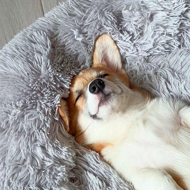 BowLift | Calming Dog Bed
