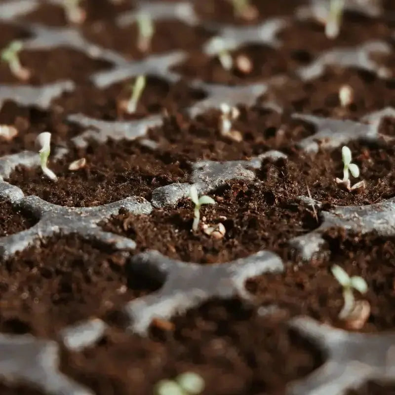 BowLift | Premium Organic Coconut Soil Brick – Promote Natural Plant Growth