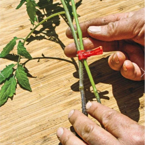 BowLift | Plastic Refinement Clips for Garden Plants – Ideal for Vegetables and Plant Care