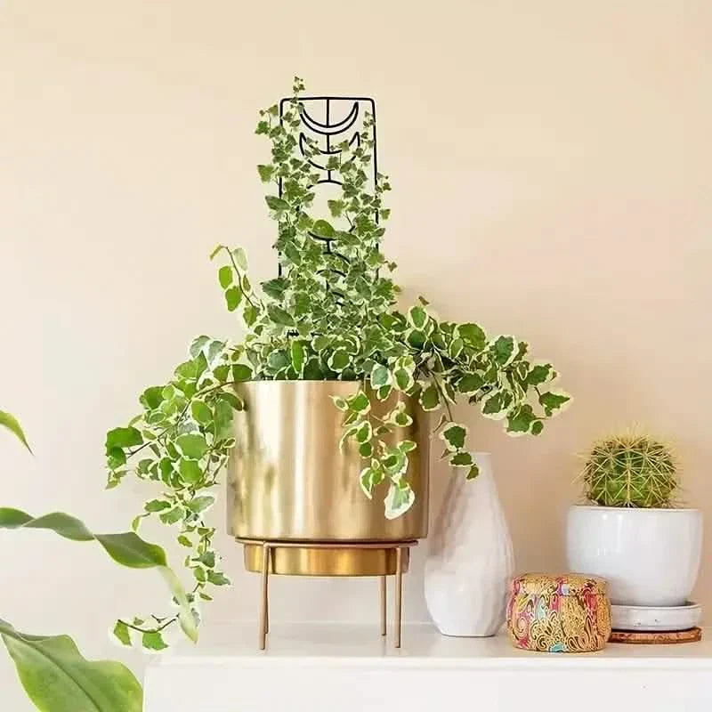 BowLift | 2-Pack: Metal Plant Frame for Climbing Plants Indoor