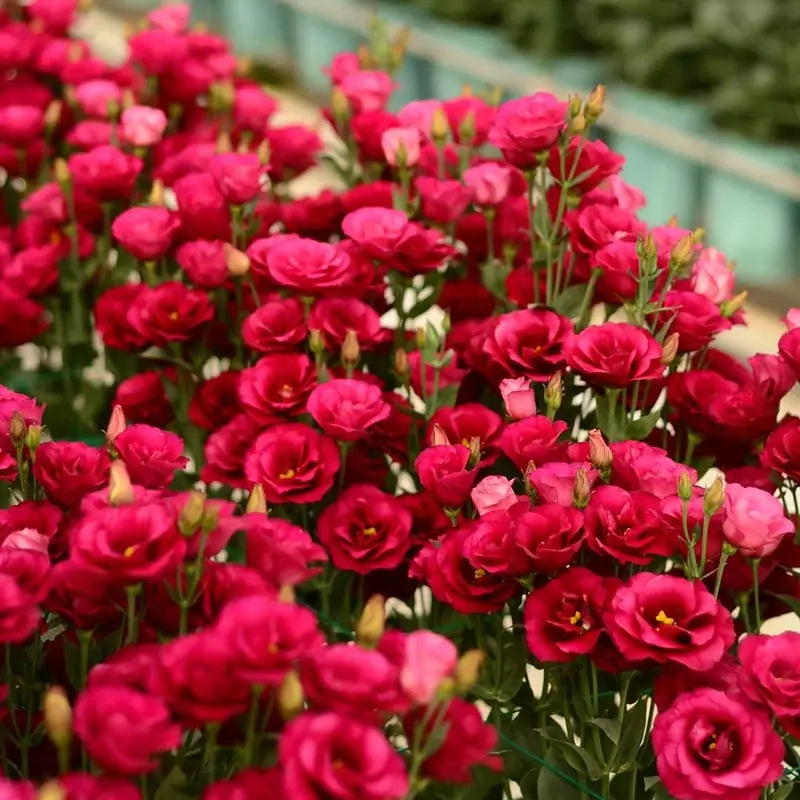 BowLift | 200 Seeds Eustoma - Thornless Rose Seeds – Fast Germination & Long Blooming Period