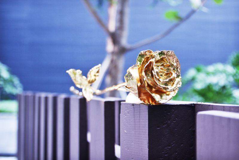 BowLift | 24K Gold Roses