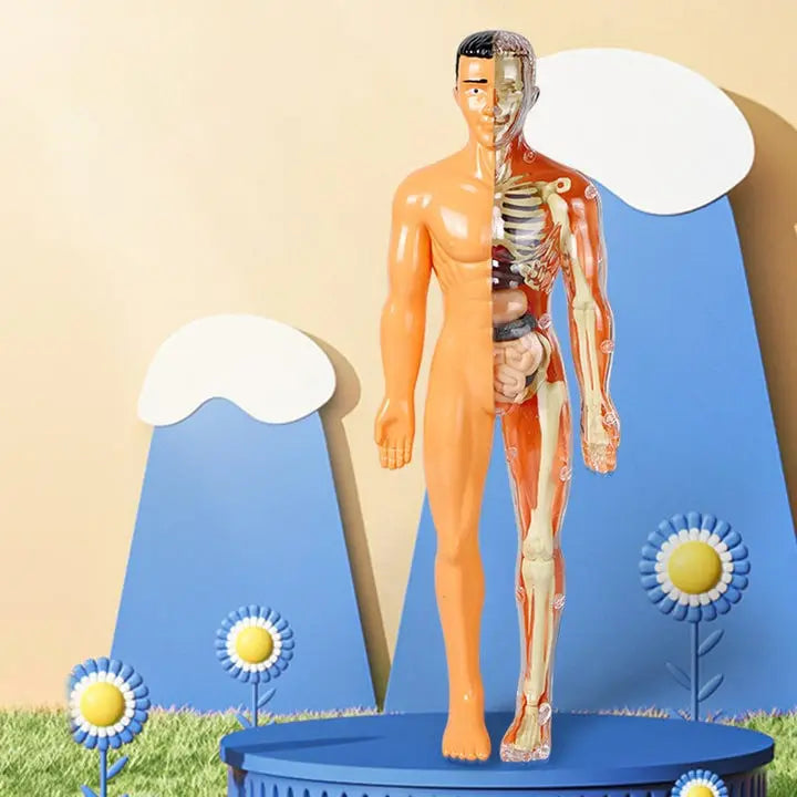 BowLift | 3D model of the human body – Playful anatomy learning
