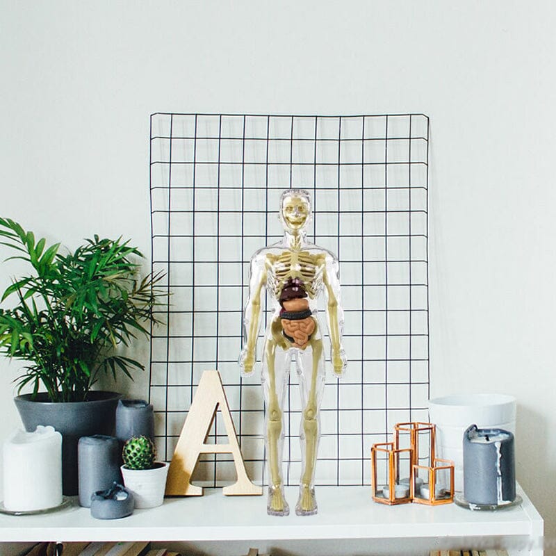 BowLift | 3D human body torso model for children anatomy model skeleton