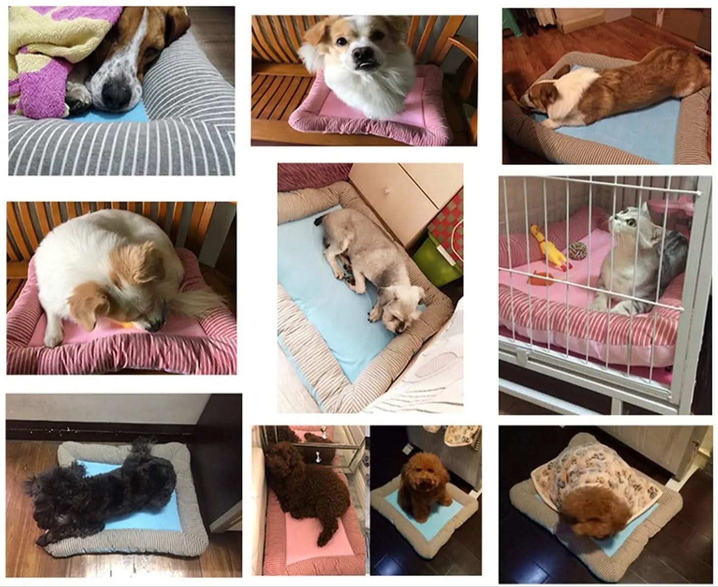 BowLift | Cooling Pet Bed for Hot Days