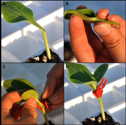 BowLift | Plastic Refinement Clips for Garden Plants – Ideal for Vegetables and Plant Care