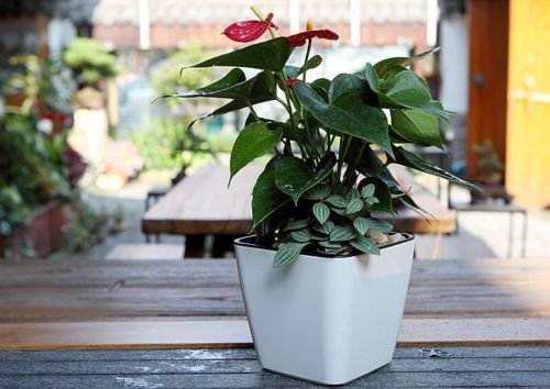 BowLift | Flower pot with irrigation system – Self-watering plant pot for indoor and outdoor use