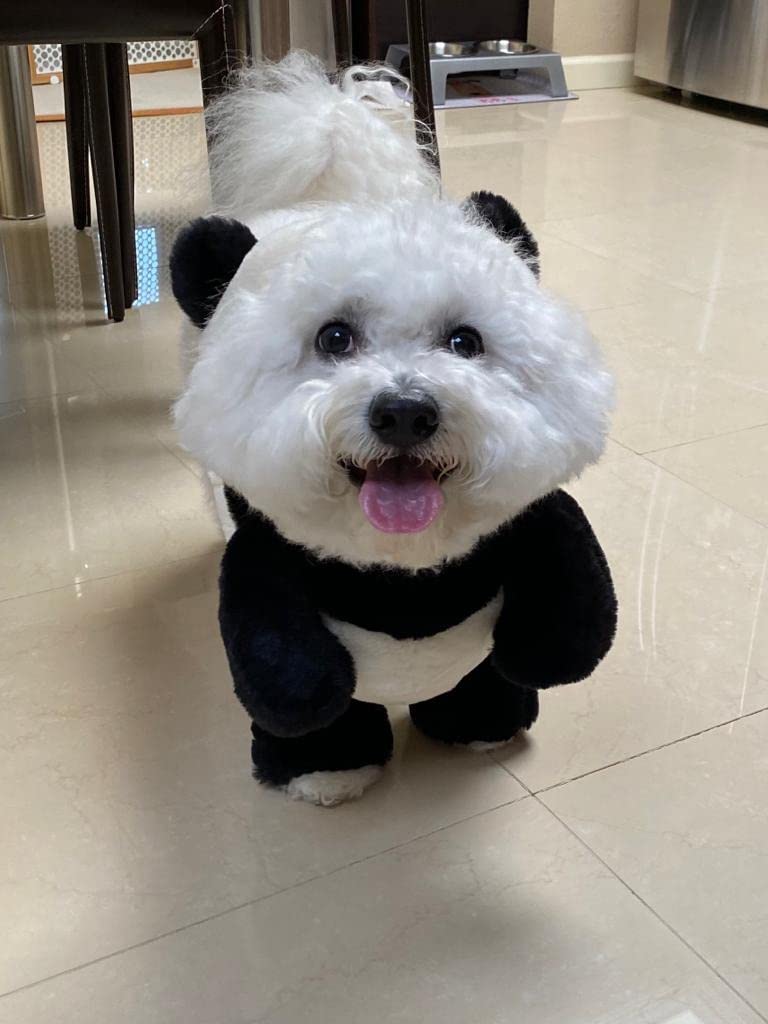 BowLift | Pandaloon Dog and Pet Costume Set