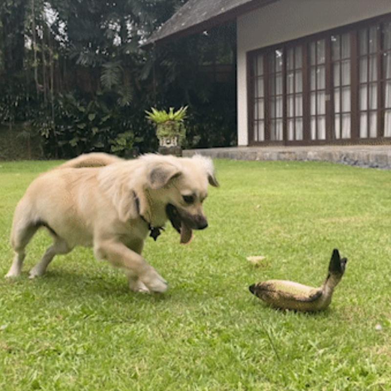 BowLift | Electric simulation fishing toys for pets