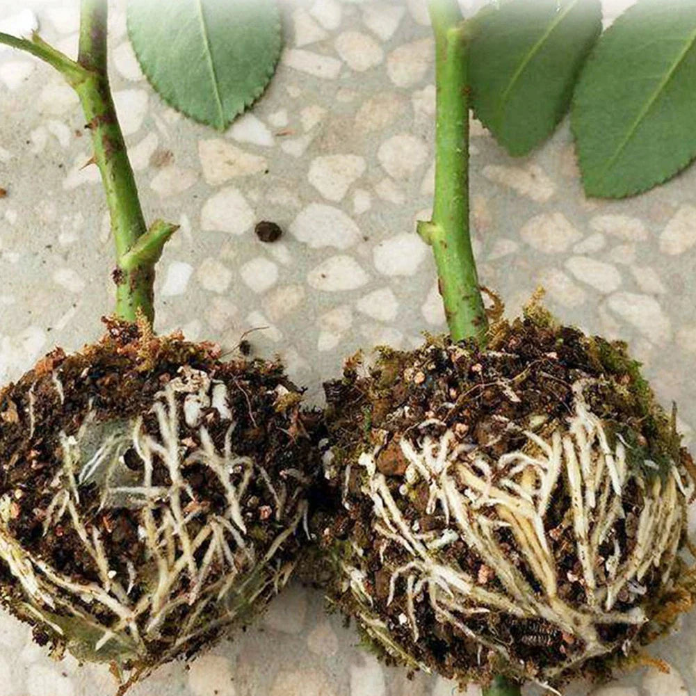 BowLift | Plant protection balls for roots – Protective caps for safe replanting and growth