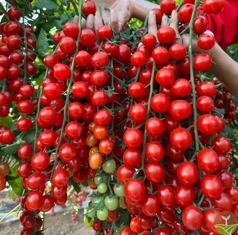 BowLift | 600 waterfall tomato seeds for decorative cherry tomatoes