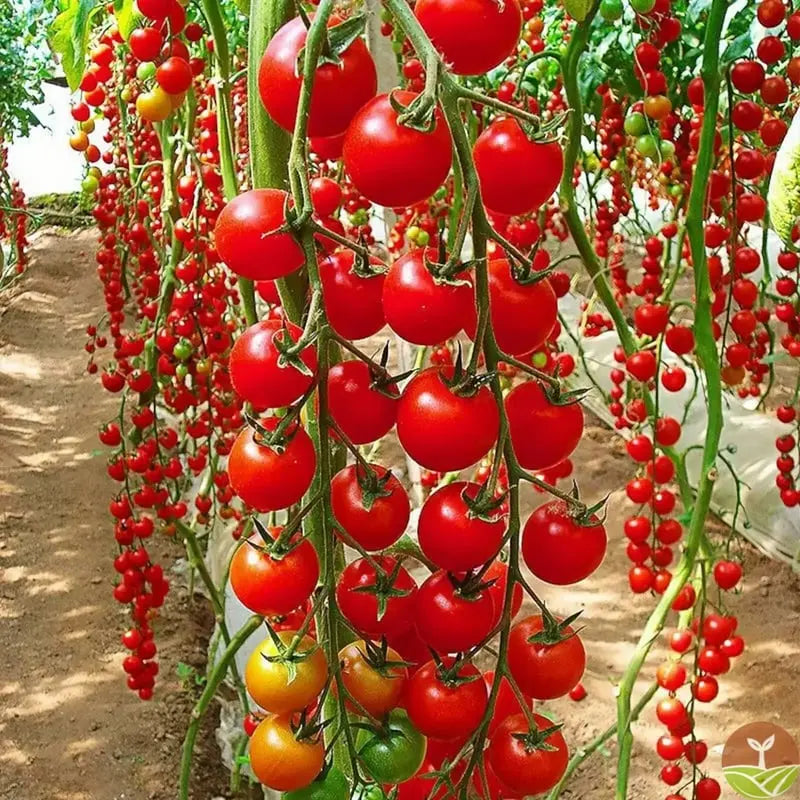 BowLift | 600 waterfall tomato seeds for decorative cherry tomatoes