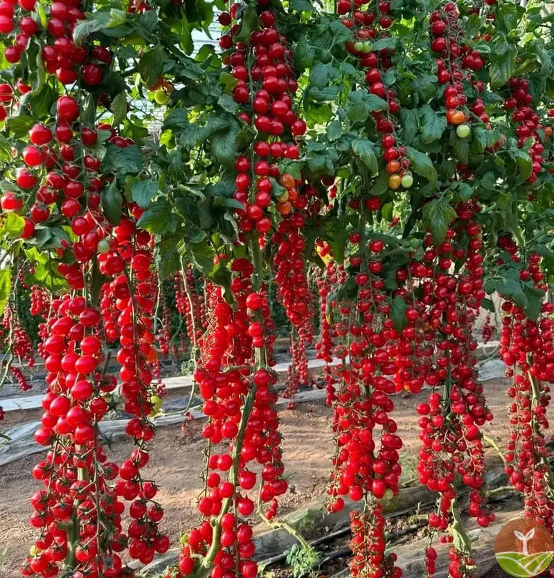 BowLift | 600 waterfall tomato seeds for decorative cherry tomatoes