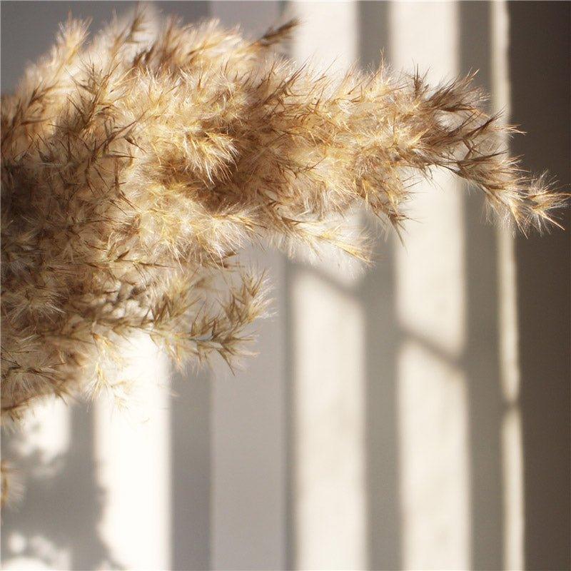 BowLift | 60 cm natural, real, brown-beige dried pampas grass bouquet │ fluffy feather for modern boho home decoration