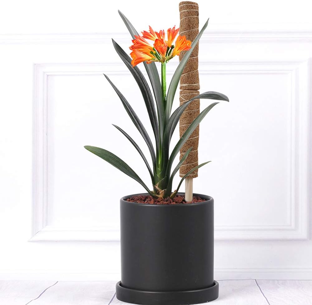 BowLift | Coconut moss stick for climbing plants – Natural climbing aid for houseplants and garden