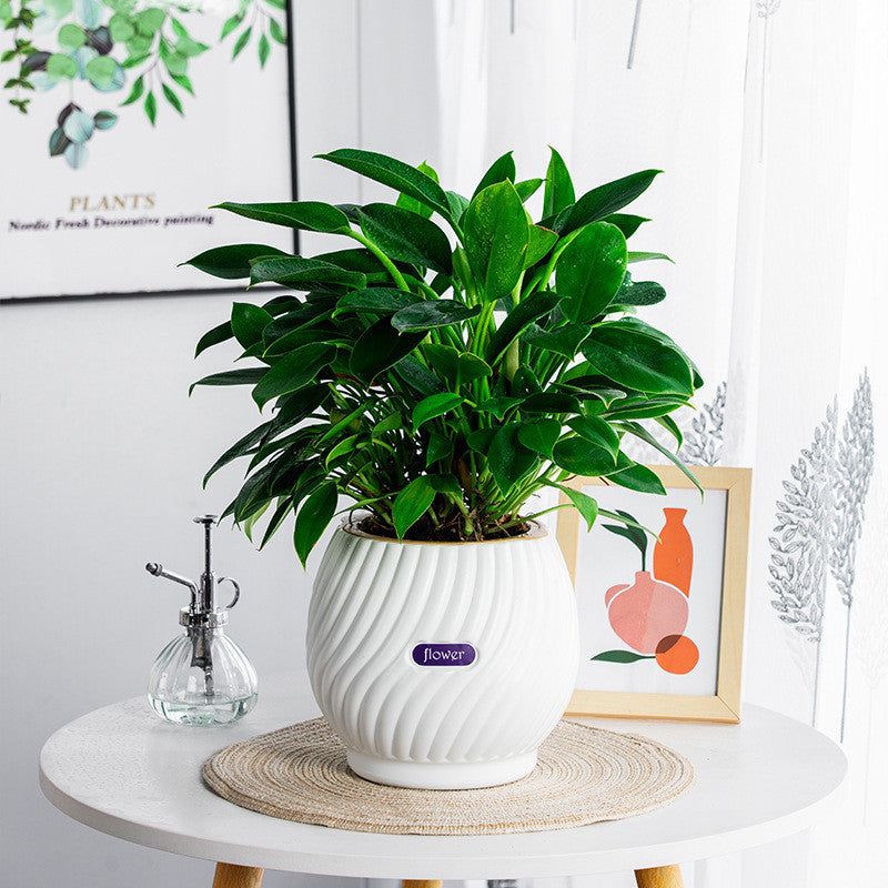 BowLift | Handmade Self-Watering Planter