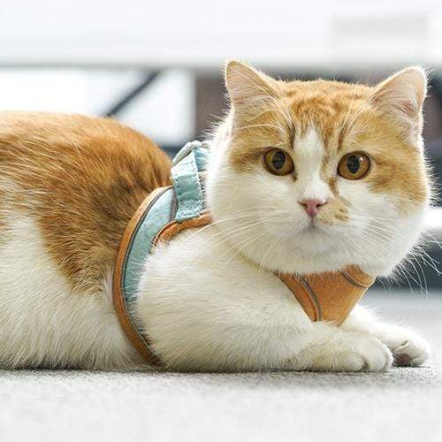 BowLift | Cat Vest And Belt Kit Pet Traction Rope