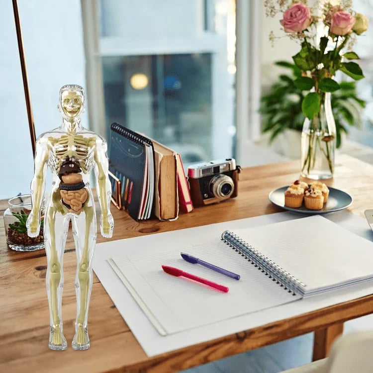 BowLift | Clear Human Body Structure Model