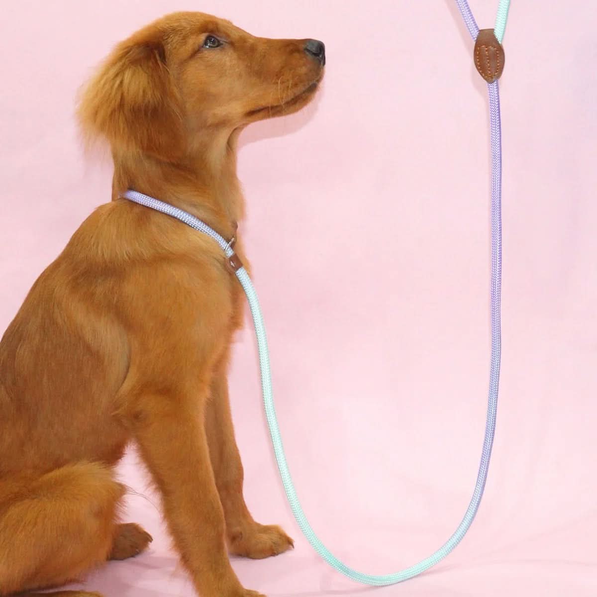 BowLift | Colorful Dog Leash for Stylish Walks
