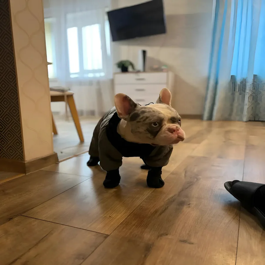 BowLift | Dog Suspender Boots with Full Coverage and Non-Slip Sole