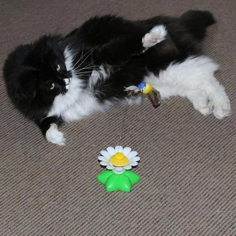 BowLift | Interactive Bird Toy for Cats