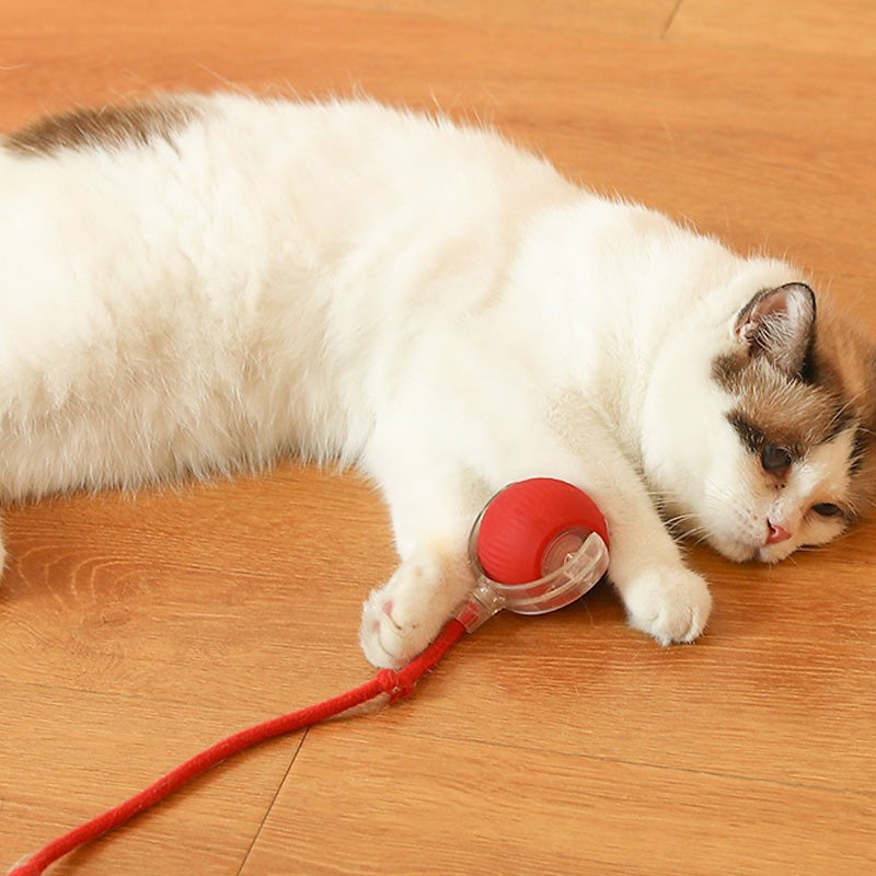 BowLift | Interactive Cat Toy Ball for Indoor Use