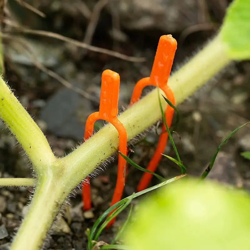 BowLift | Garden plants support clamps made of plastic for optimal plant stability