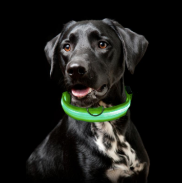 BowLift | Light Up Dog Collar - Flashing Dog Collar