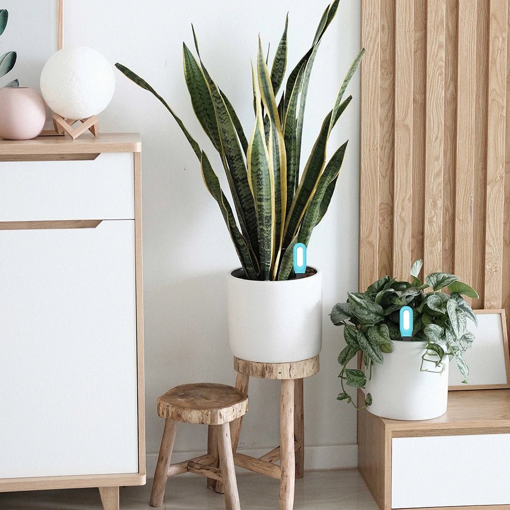 BowLift | Intelligent Soil Meter with Real-Time Monitoring