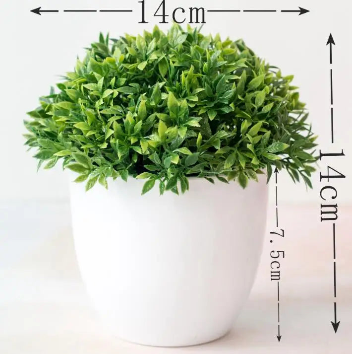 BowLift | Small Tree Pot Bonsai Plants