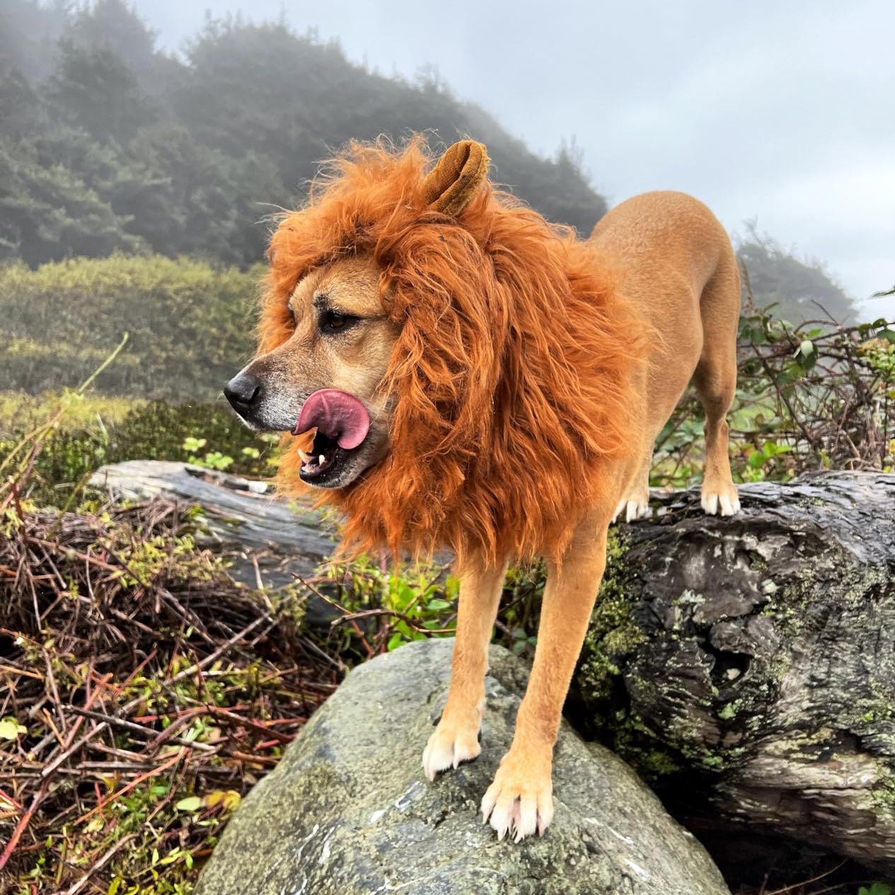BowLift | Halloween Dog Costume Lion Mane Wig