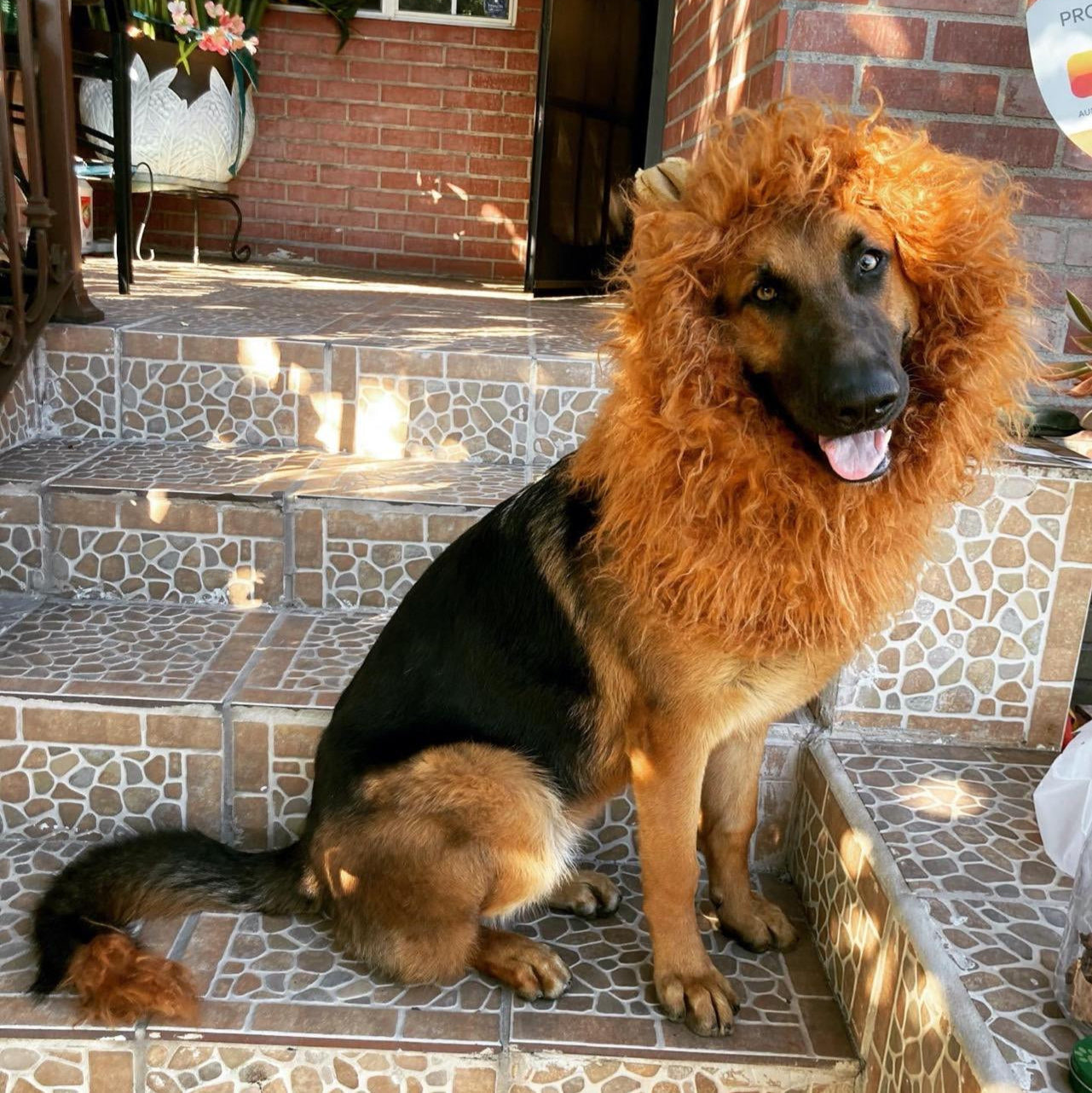 BowLift | Halloween Dog Costume Lion Mane Wig