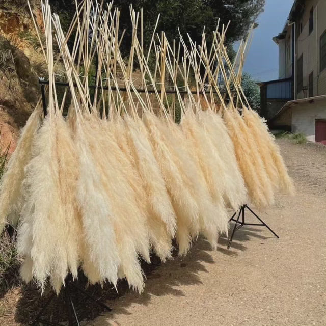 BowLift | Large fluffy pampas grass