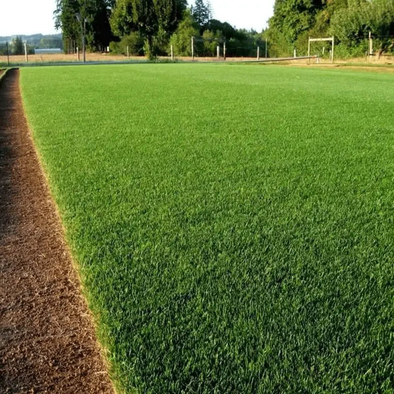 BowLift | Evergreen Grass Seeds – Lusher, greener lawn made easy!