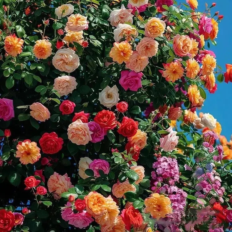 BowLift | Climbing Roses Together Pink Eden – timeless garden splendor