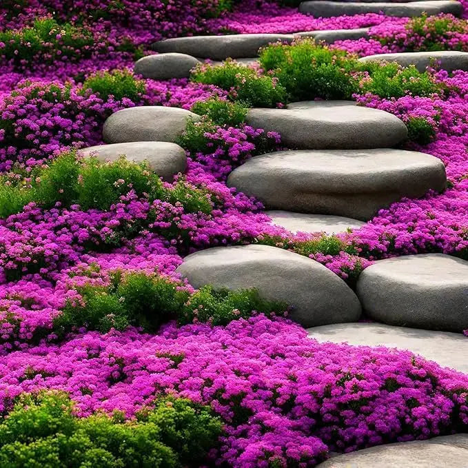 BowLift | Creeping thyme seeds for fragrant, foot traffic resistant ground covers