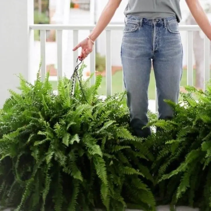 BowLift | Artificial Boston Fern Bundle - UV resistant & easy to care for (18 stems)