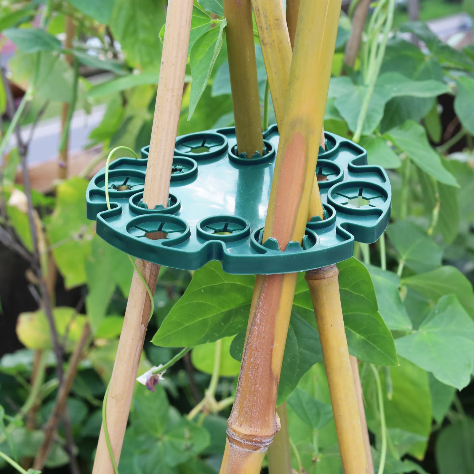 BowLift | Plant support ring for bamboo poles – Stable climbing aid for tomatoes and climbing plants