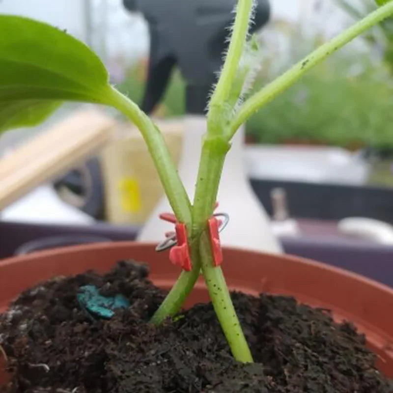 BowLift | PlanturaClip Plant Clips | Stabilize & Fix | Gentle on the Plant | Versatile Use