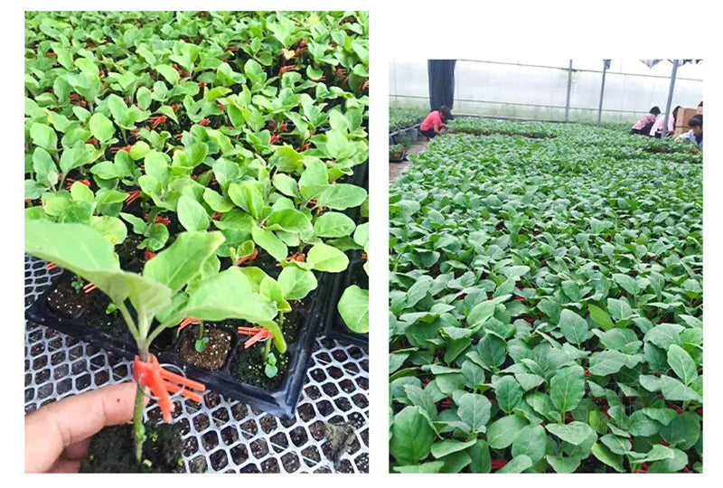 BowLift | Plastic Refinement Clips for Garden Plants – Ideal for Vegetables and Plant Care