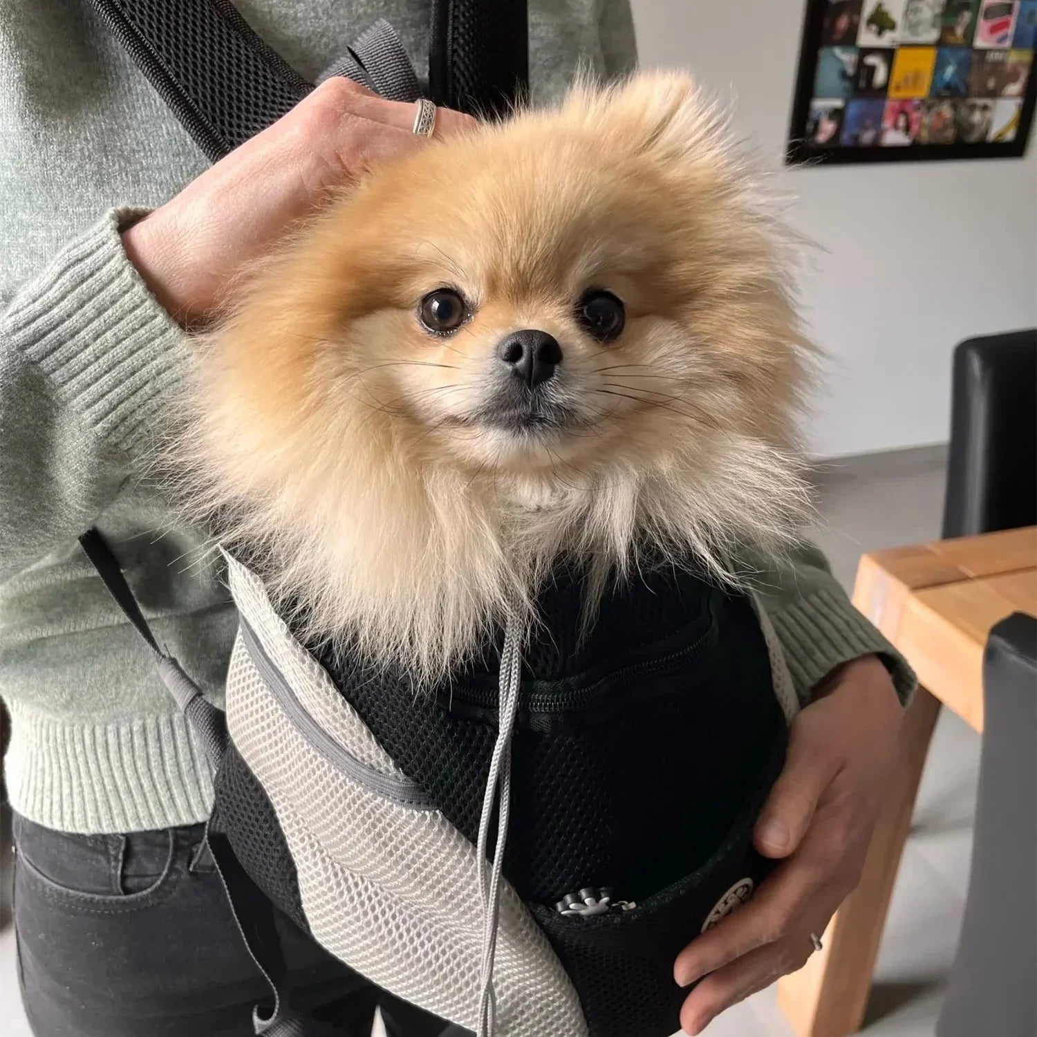 BowLift | Backpack with Mesh for Pets for Walks and Hikes