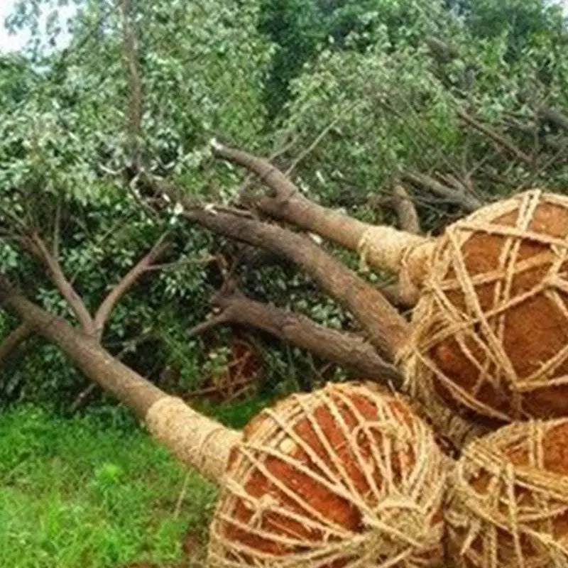 BowLift | Strong Rooting Powder for Healthy Plant Growth