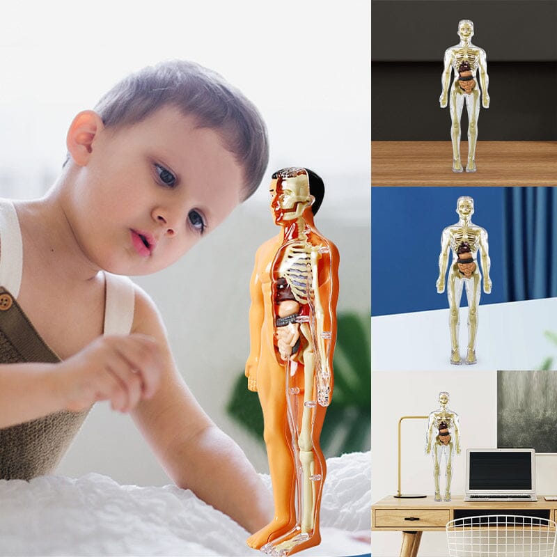 BowLift | 3D human body torso model for children anatomy model skeleton