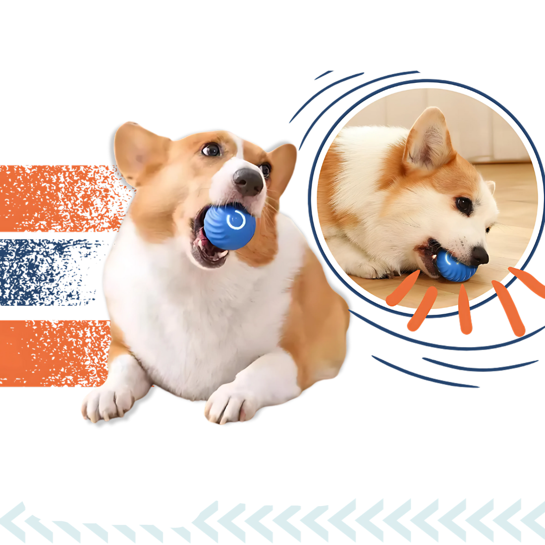 BowLift | Interactive Smart Dog Ball Toy