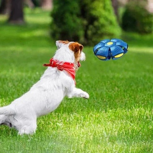 BowLift | Interactive Doggy Disc Ball