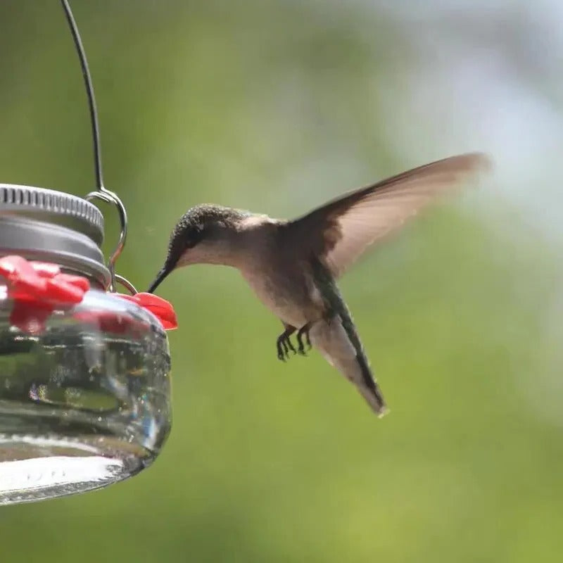 BowLift | Clear Flower Port Hummingbird Feeder