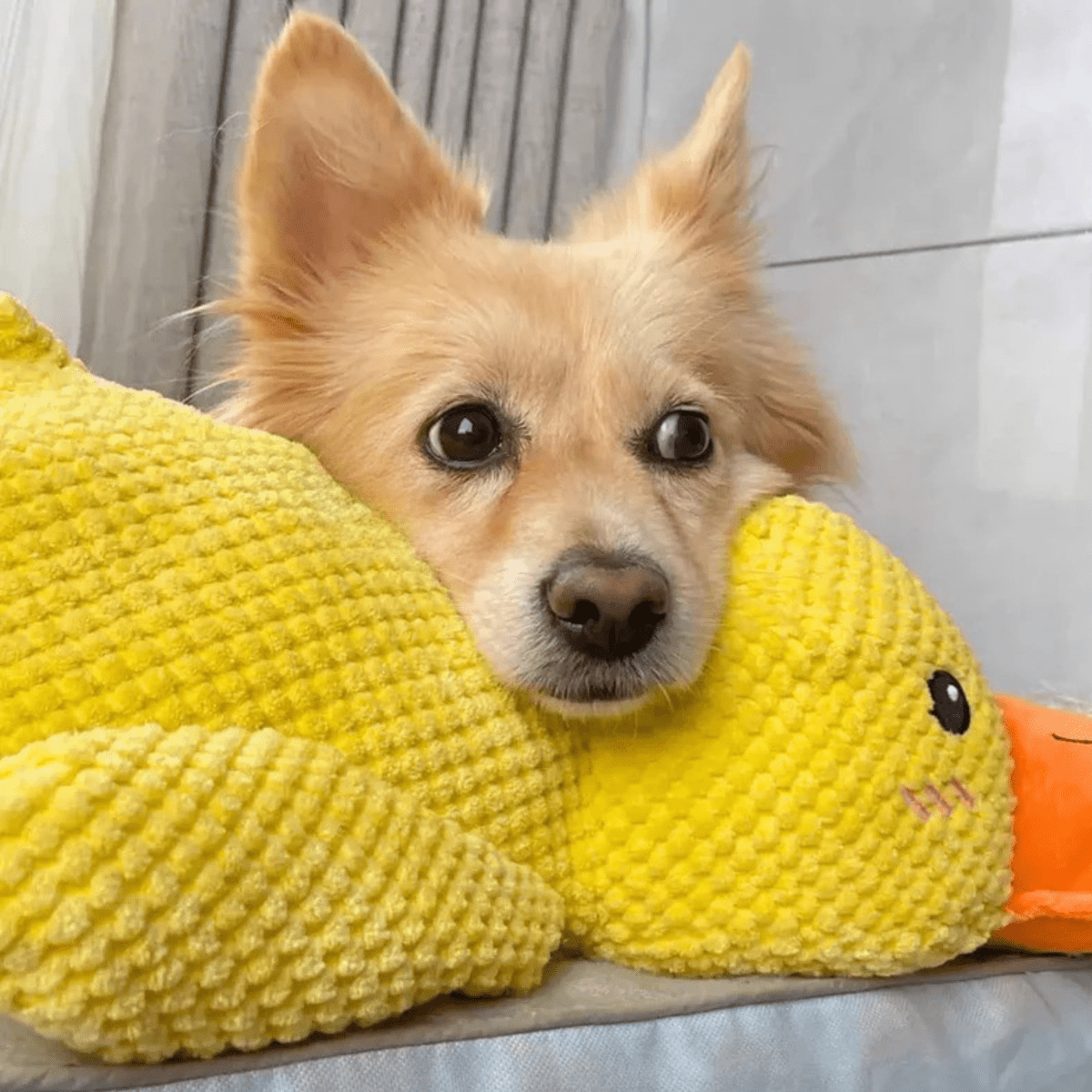 BowLift | PawVerve Plush Duck Toy for Dogs | Soft squeaky comfort toy for playful and relaxed pets