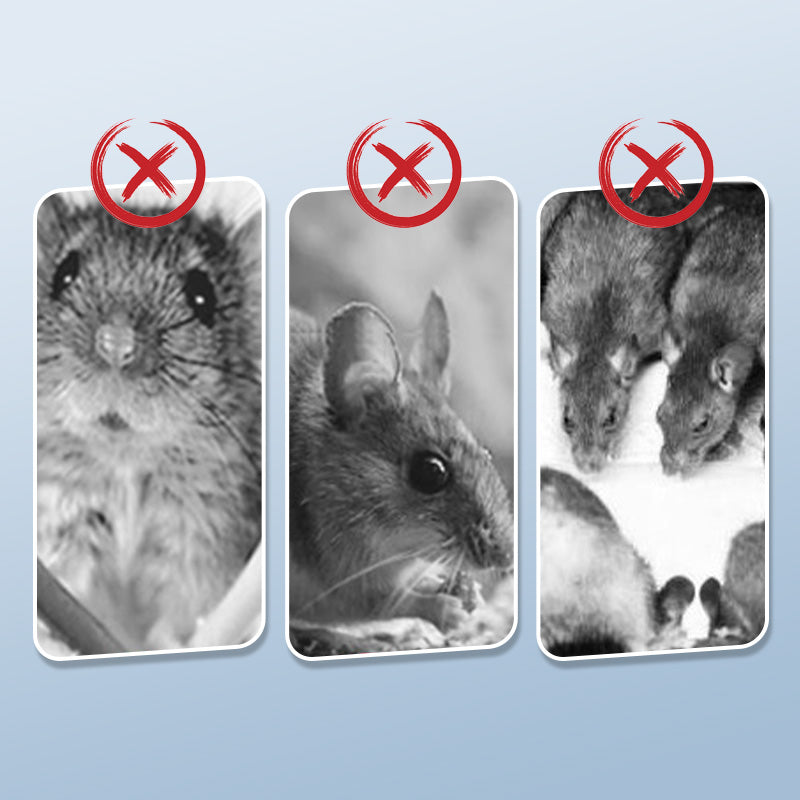 BowLift | Powerful mouse trap with high sensitivity